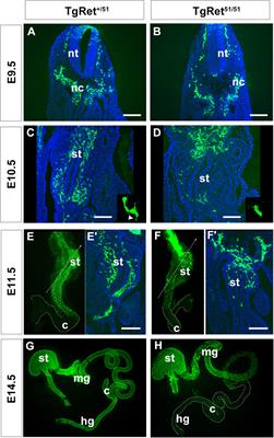 Multiple Roles of Ret Signalling During Enteric Neurogenesis